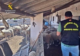 Agente del equipo Roca de la Guardia Civil, durante la inspección en una finca de la Campiña Sur.