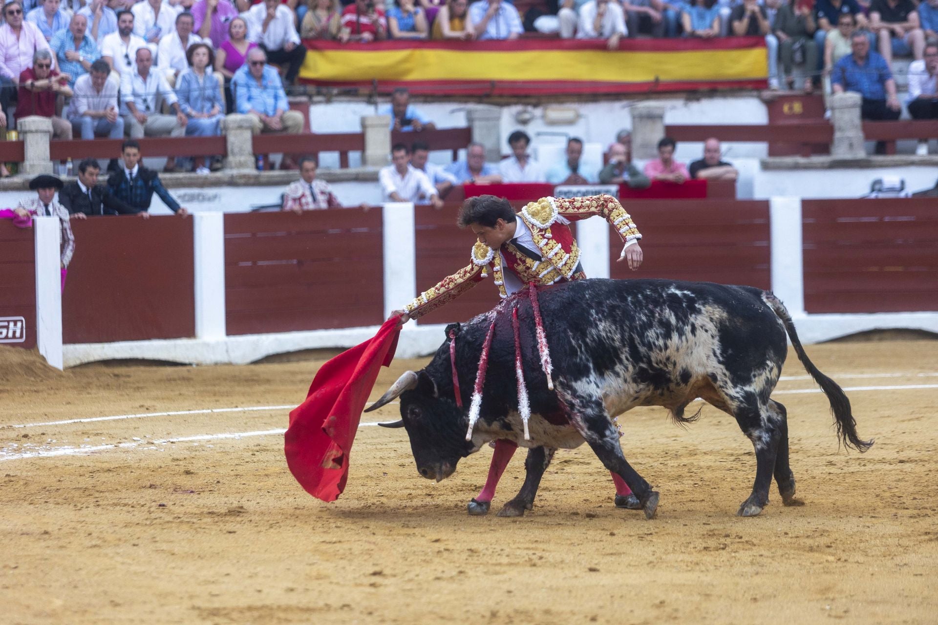 Fotos | Así ha sido el cierre de la Feria Taurina de Cácers con Ferrera, Roca y Marín
