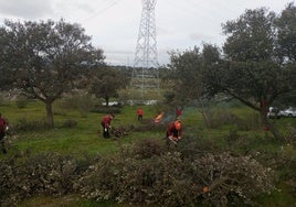 Trabajos forestales en la citada dehesa.