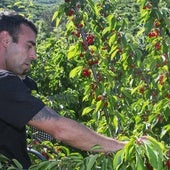 Un jornalero de Navaconcejo, durante la cosecha la semana pasada en una finca familiar.