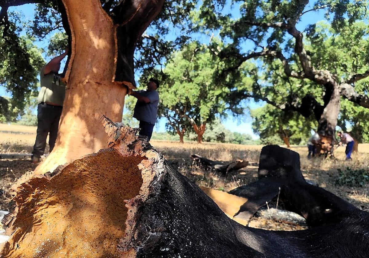El corcho natural lidera las exportaciones de Extremadura a Portugal