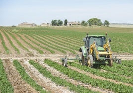 Plantación de tomates en una imagen de archivo.