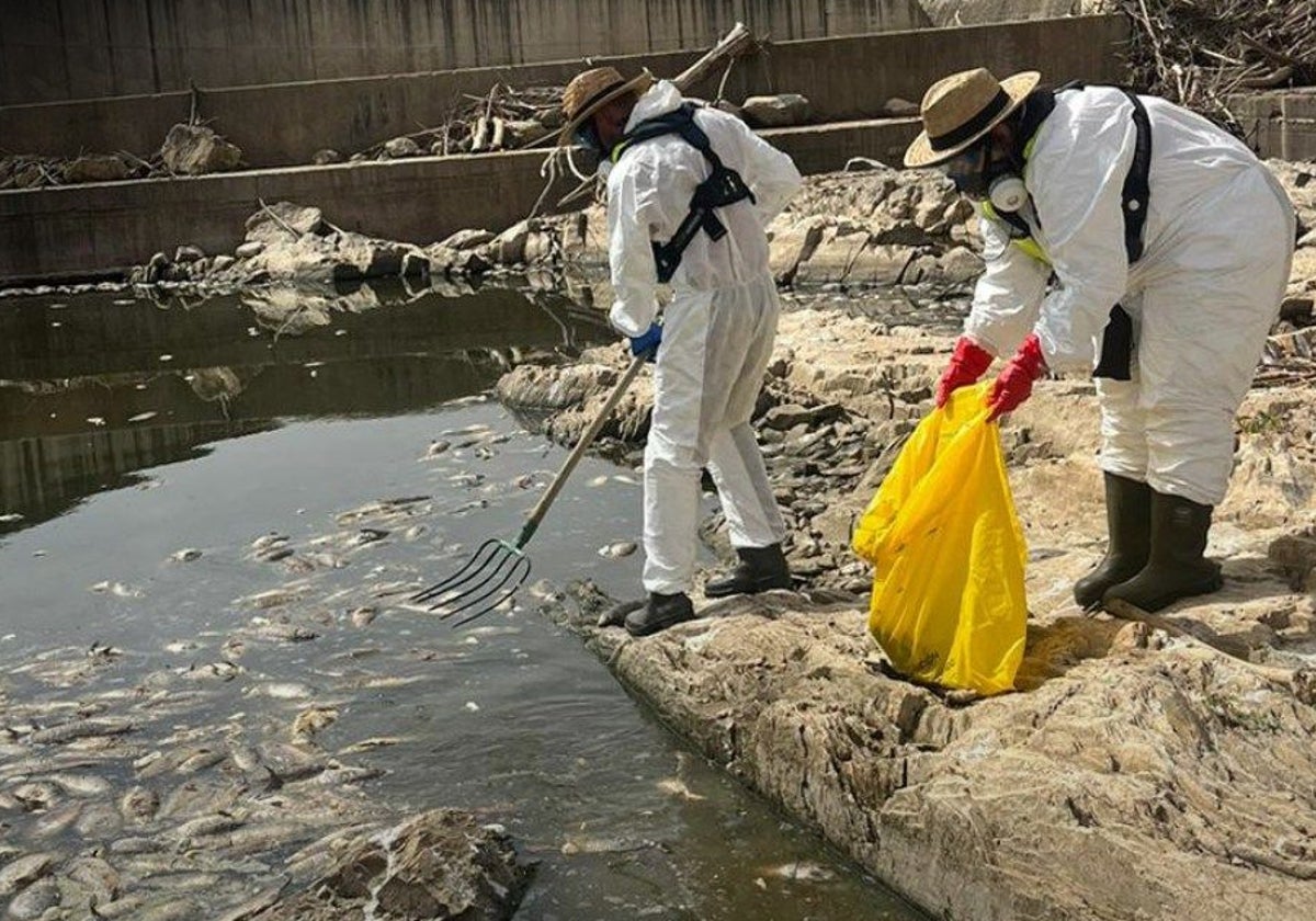 Decenas de carpas muertas junto al embalse de Los Molinos por el calor y la bajada del caudal