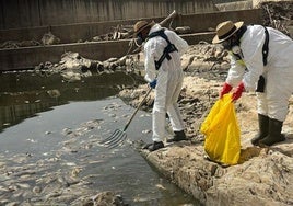 Operarios de la Confederación del Guadiana recogen peces muertos junto a la presa de Los Molinos.