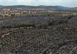 Estado en el que quedó el área afectada por el incendio.
