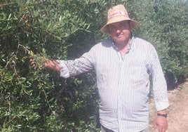 Juan Fernando Dávila, este viernes, junto a su olivar superintensivo cerca de Valdivia, en el término de Villanueva de la Serena.