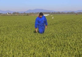 Un joven agricultor camina por su campo de cereales en las Vegas del Guadiana.