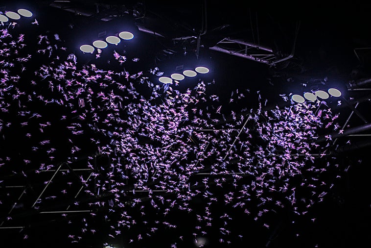 Nube de insectos bajo los focos del escenario del embarcadero.