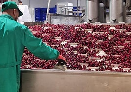 Sociedad Cooperativa del Campo de Navaconcejo.
