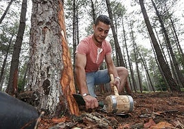Un resinero desroñando un pino en la Sierra de Gata en una foto de archivo.