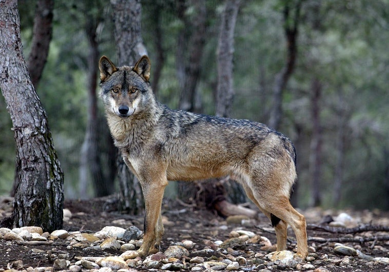 El nuevo censo nacional del lobo certifica que hay una manada reproductora en Extremadura