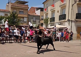 Fotografía del novillo 'Campero' este mediodía del sábado 28 de junio en la zona de El Rollo de Coria