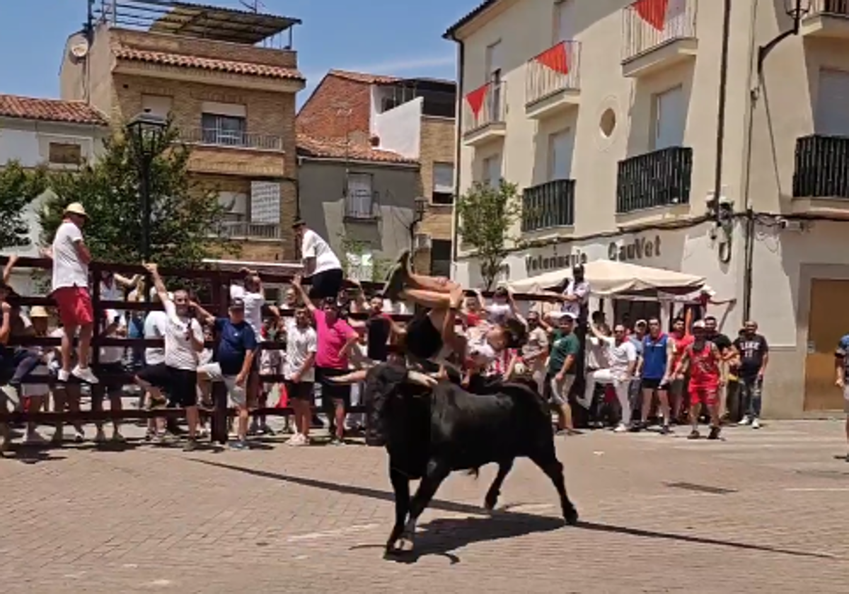 Fotografía del novillo 'Campero' este mediodía del sábado 28 de junio en la zona de El Rollo de Coria