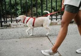 La regla de los cinco segundos para sacar o no a pasear a tu perro con el calor