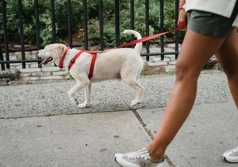 La regla de los cinco segundos para sacar o no a pasear a tu perro con el calor