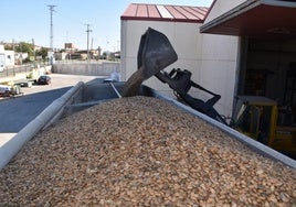 Almendras en la cooperativa.