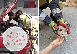 Momentos del rescate del gatito