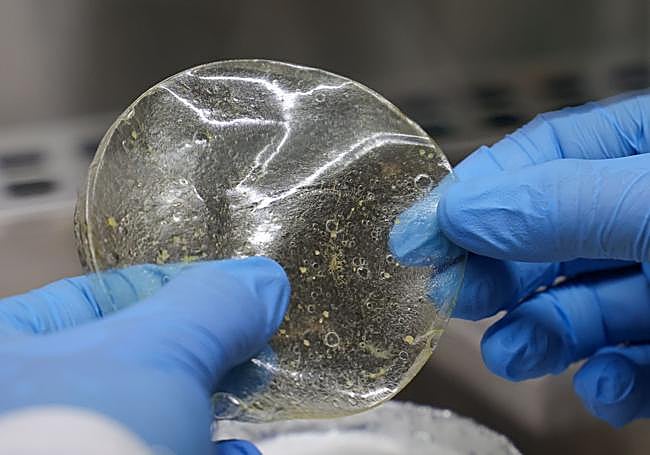 La quitina de la tenca se utiliza para fabricar este biopolímero.