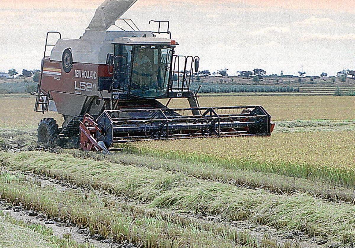 Una cosechadora recoge arroz en Extremadura.