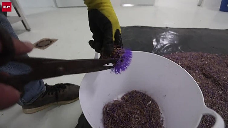 El cardo es el ingrediente secreto de la Torta del Casar