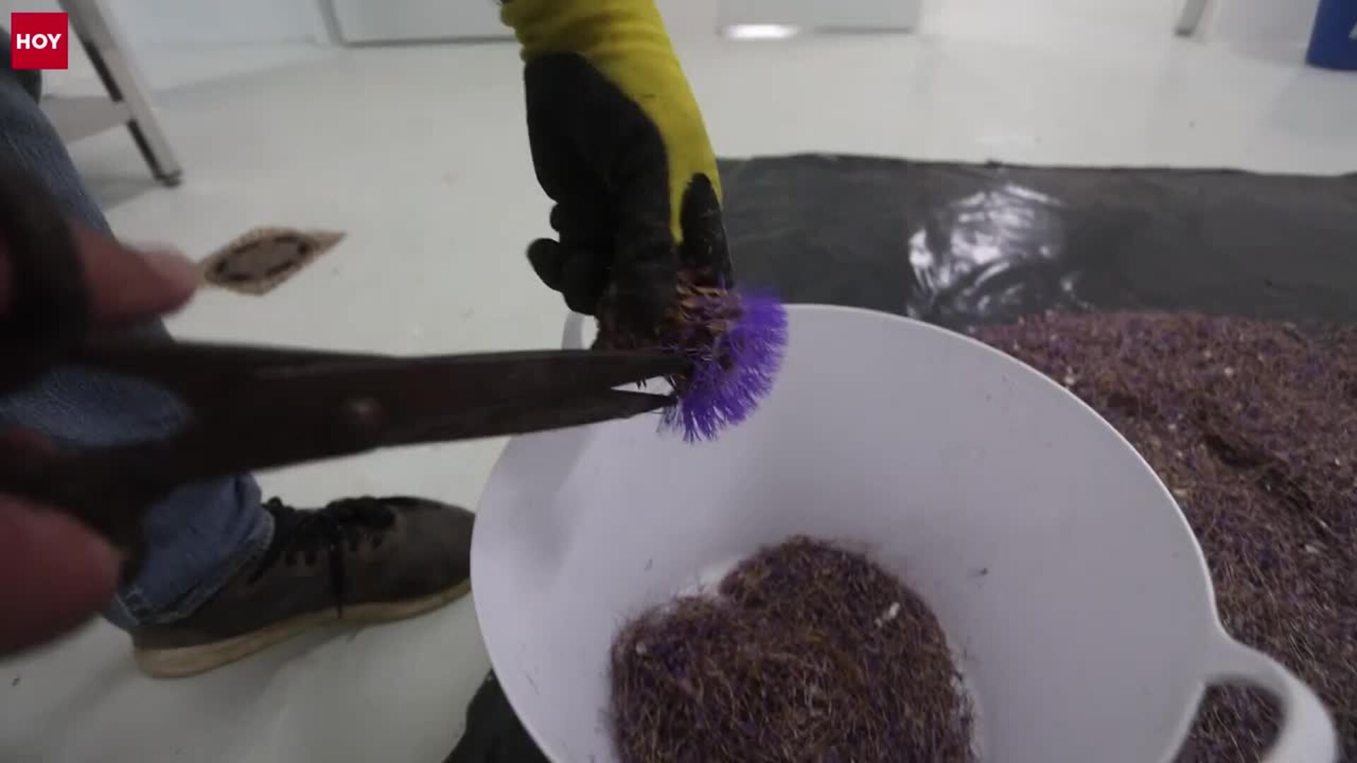 El cardo es el ingrediente secreto de la Torta del Casar