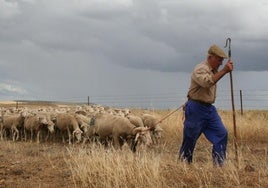 Imagen de archivo de un pastor en la comarca de La Serena.