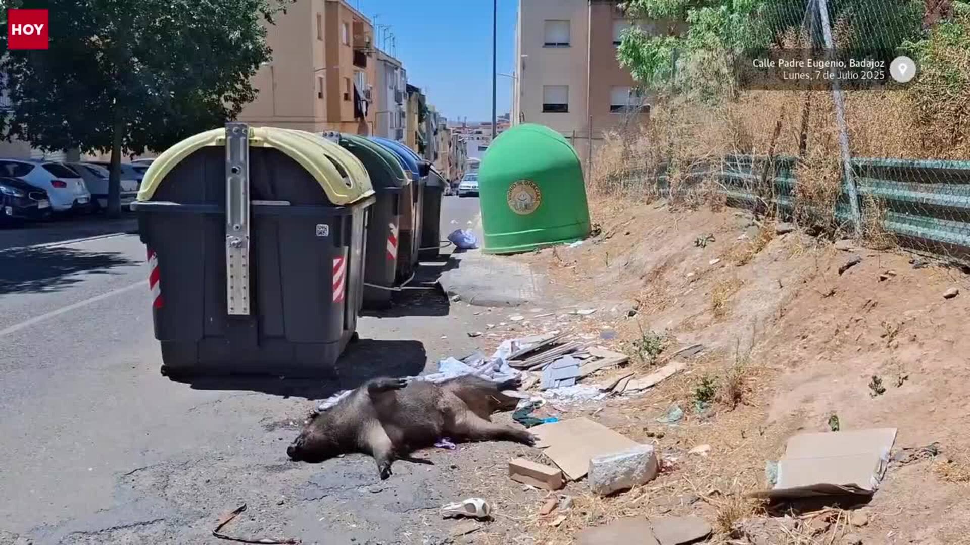 Abandonan a un jabalí muerto en la Plaza Padre Eugenio de Badajoz
