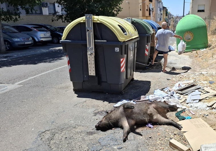 Abandonan a un jabalí muerto en la Plaza Padre Eugenio