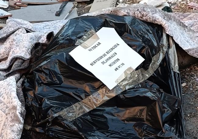 El animal fue introducido en una bolsa por la tarde a la espera de ser recogido del lugar.