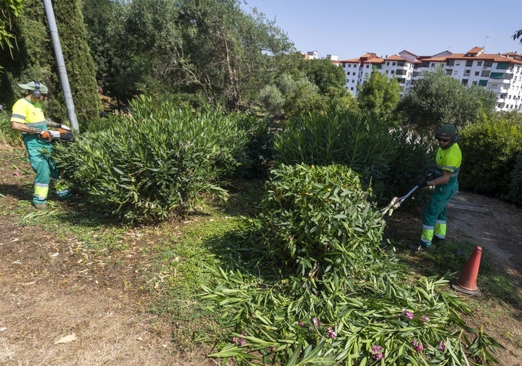 El mantenimiento de zonas verdes de Cáceres se amplía y llega al Junquillo y Vistahermosa con el nuevo contrato