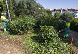 Trabajos de jardinería, este martes en el parque del Rodeo de Cáceres.