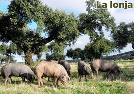Lonja agropecuaria de Extremadura del martes, 8 de julio