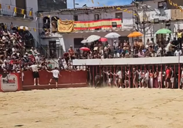 Momento en el que la vaquilla trata de colarse entre los barrotes.