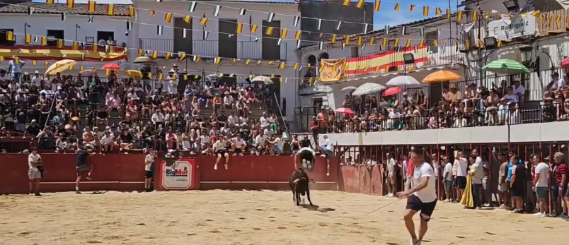 Saltos a la vaquilla este domingo en la plaza de toros de Moraleja