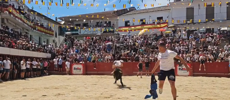Saltos a la vaquilla este domingo en la plaza de toros de Moraleja