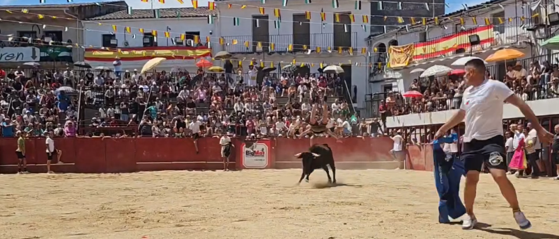 Saltos a la vaquilla este domingo en la plaza de toros de Moraleja