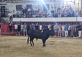 Fotografía del toro ¨Correcalles¨ en Moraleja.