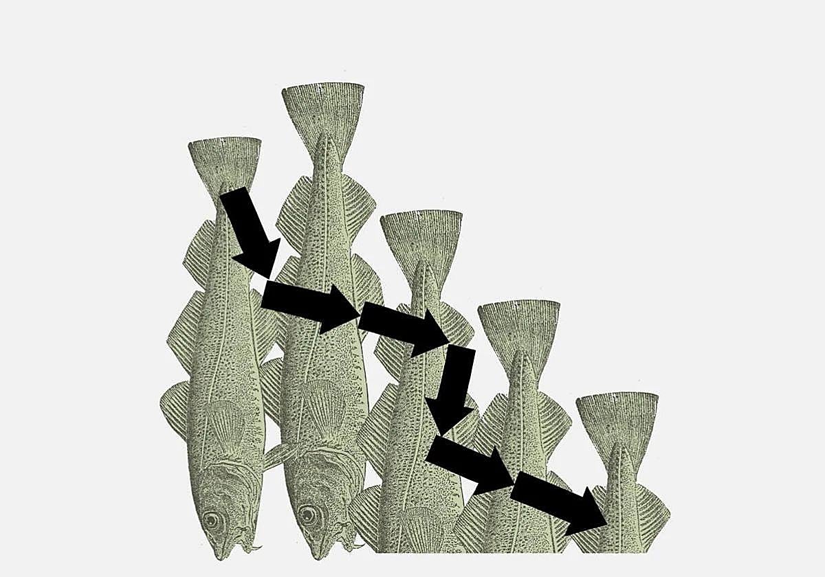 El bacalao que seremos (I)