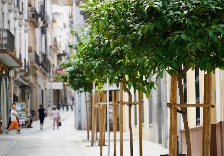 Las asociaciones de vecinos de Badajoz piden que se pare la plantación de árboles en verano