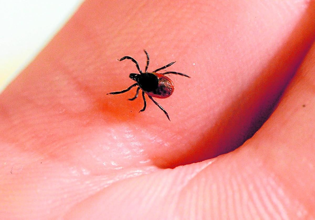 El Área de Salud recomienda extraer las garrapatas con pinzas de punta fina.