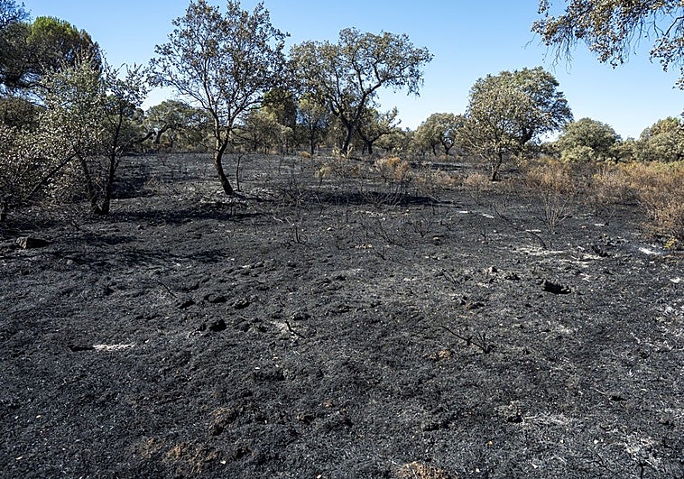 Parte de los daños que ha sufrido la dehesa de Tres Arroyos.