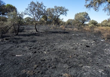 Los incendios han calcinado 200 hectáreas del parque de Tres Arroyos en Badajoz