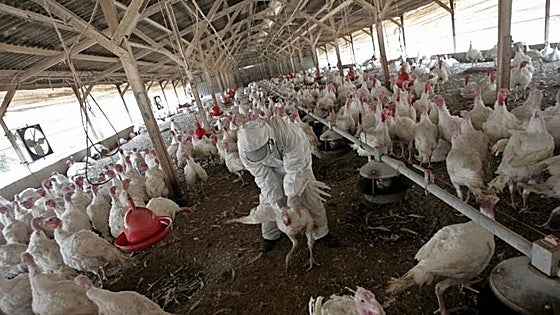 Sacrifican 12.000 pavos por el foco de gripe aviar detectado en Ahillones