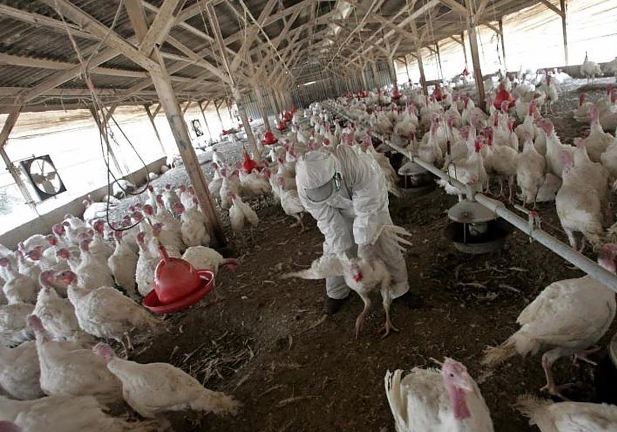 Imagen de archivo de una granja de pavos.