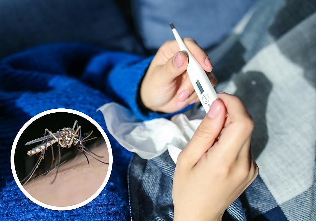 Mosquito que transmite el virus del nilo Occidental