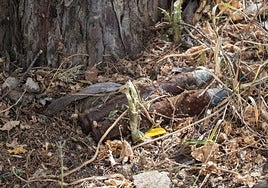 Los explosivos encontrados la semana pasada en un parque de Badajoz.