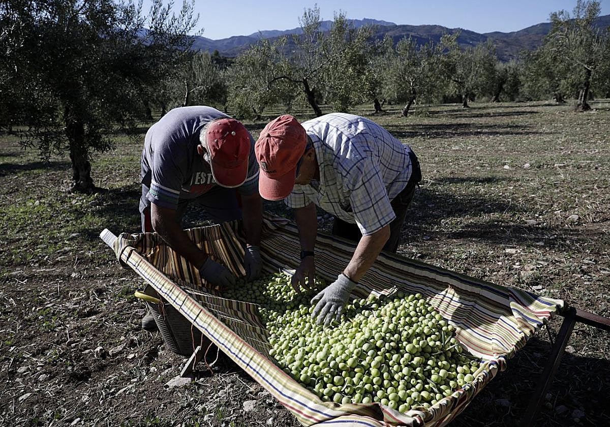 Agricultores recogen aceituna en una finca de olivos.