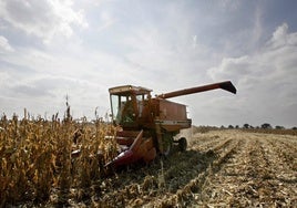 Imagen de una plantación de maíz en Extremadura.