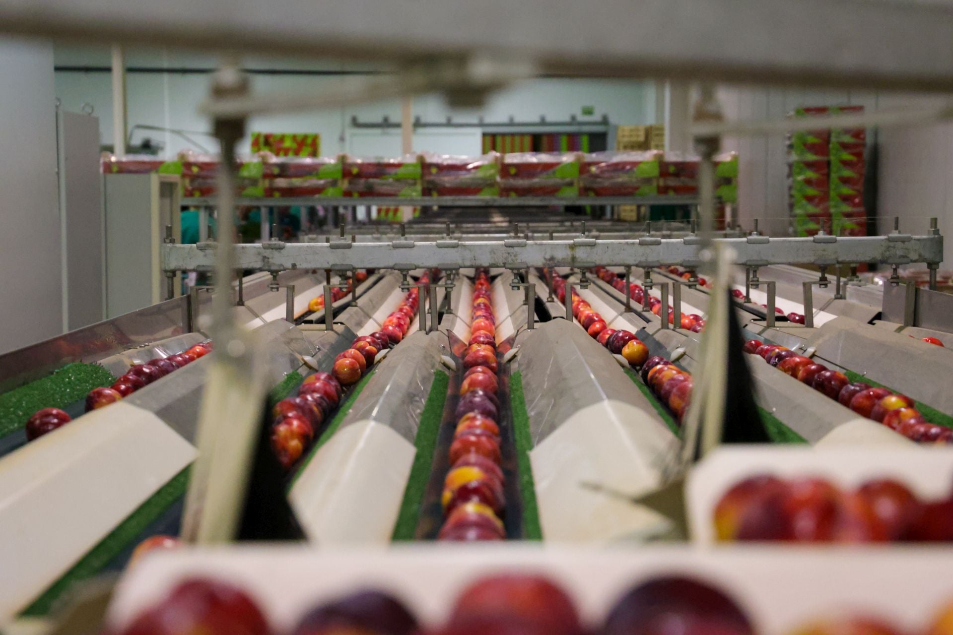 Fruta en la central de la cooperativa San Isidro de Villanueva.