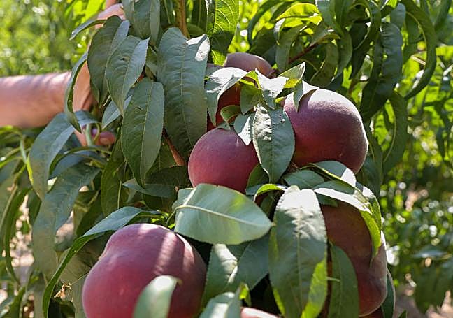 Aunque la producción será algo menor que la media, los elevados precios aportan tranquilidad al sector.